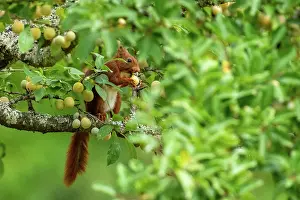 Rodentia: RED SQUIRREL