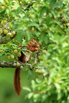 Rodentia: RED SQUIRREL