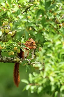 Rodentia: RED SQUIRREL