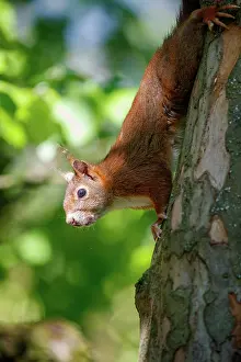 Rodentia: RED SQUIRREL