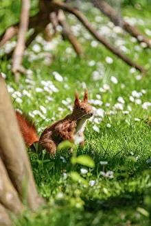 Rodentia: RED SQUIRREL