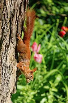 Rodentia: RED SQUIRREL