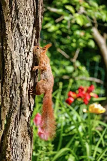 Rodentia: RED SQUIRREL