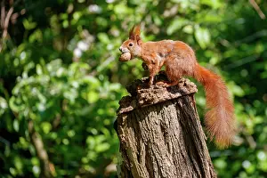 Rodentia: RED SQUIRREL
