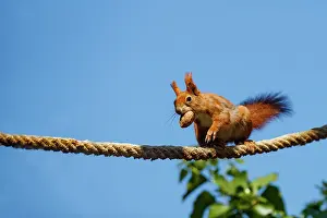 Rodentia: RED SQUIRREL