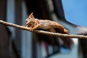 Rodentia: RED SQUIRREL