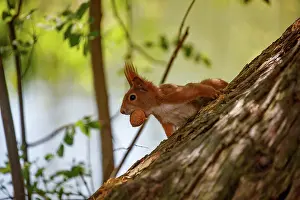 Rodentia: RED SQUIRREL