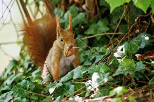 Rodentia: RED SQUIRREL