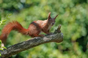 Rodentia: RED SQUIRREL