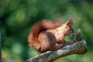 Rodentia: RED SQUIRREL