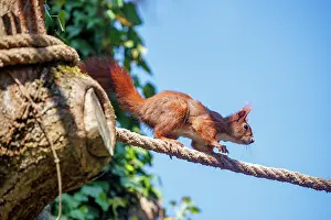 Rodentia: RED SQUIRREL