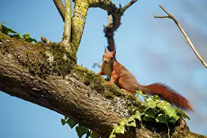 Rodentia: RED SQUIRREL