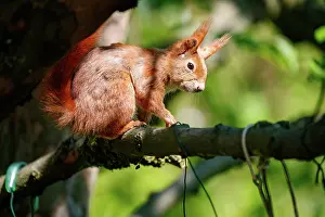 Rodentia: RED SQUIRREL