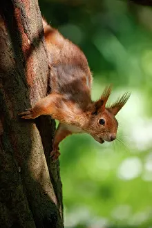 Rodentia: RED SQUIRREL