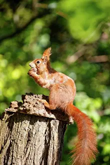 Rodentia: RED SQUIRREL