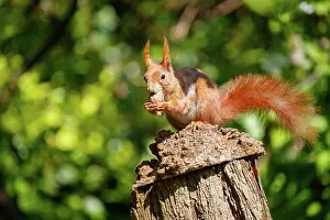 Rodentia: RED SQUIRREL