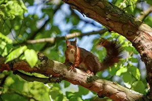 Rodentia: RED SQUIRREL