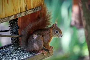 Rodentia: RED SQUIRREL