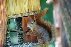 Rodentia: RED SQUIRREL