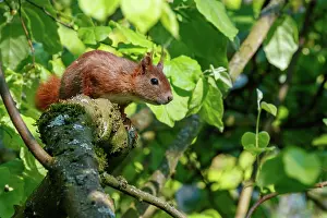 Rodentia: RED SQUIRREL