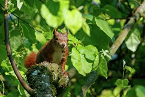 Rodentia: RED SQUIRREL