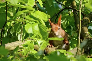 Rodentia: RED SQUIRREL