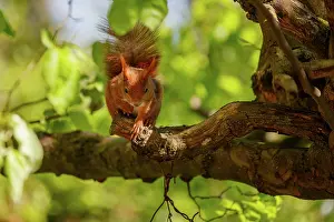 Rodentia: RED SQUIRREL