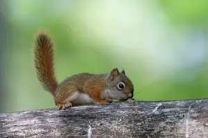 Michigan: RED SQUIRREL