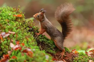 190422: Red squirrel - adult red squirrel searching for food in a fo