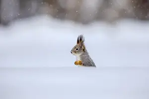 Thickly: Red Squirrel - adult squirrel sitting on thickly