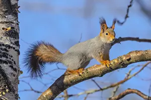 Finnland: Red Squirrel - adult squirrel on a tree branch in