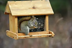 Feeder: Red Squirrel in birdfeeder, feeding on black sunflower seeds