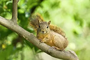 Tobago: Red Squirrel - on branch