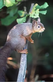 Chris Knights: RED SQUIRREL - on branch