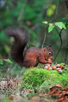 Clasping: Red Squirrel - clasping hazel nut in mouth, autumn