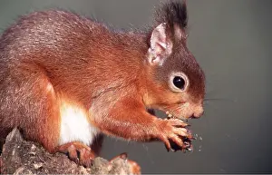 Nuts: RED SQUIRREL - close-up with nut