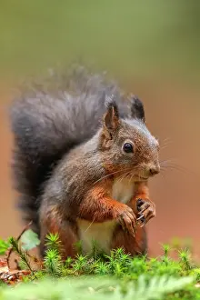 190422: Red squirrel - darker complexed adult red squirrel sitting o