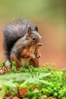 190422: Red squirrel - darker complexed adult red squirrel sitting o
