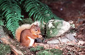 Cumbria: RED SQUIRREL - eating