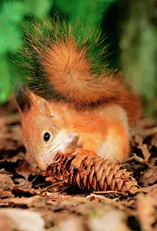 Gnawing: Red SQUIRREL - eating fir cone