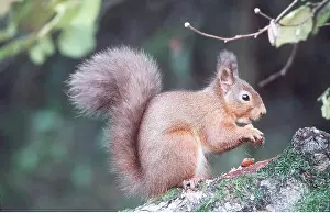 Hazel: RED SQUIRREL - eating hazel nut