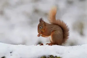 Guy Rogers: Red Squirrel - eating hazelnut on snow covered log