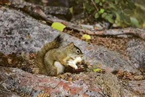 Tamiasciurus: Red squirrel - eating mushroom