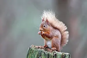 Nuts: Red Squirrel - eating nut