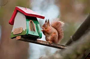 Stealing: Red Squirrel - eating nut at house bird feeder