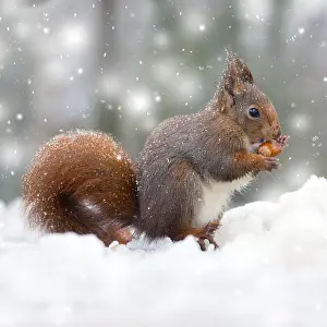 140218: Red Squirrel, eating nut in snow, UK Digital manipulation