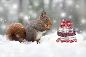 Presents: Red Squirrel, eating nut in snow, UK Digital manipulation