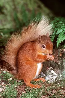 Cumbria: RED SQUIRREL - eating nuts
