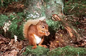 Cumbria: RED SQUIRREL - eating nuts