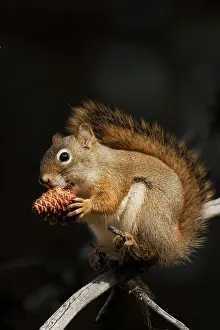 Features: Red Squirrel Eating Pine Nut